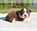 Small #1 Auss-Tzu