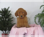 Puppy Tailor Golden Retriever