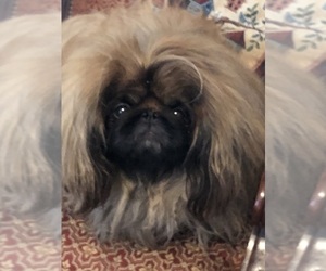 Father of the Pekingese puppies born on 06/01/2022