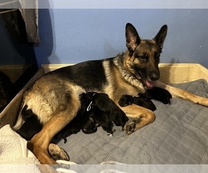 German Shepherd Dog Puppy for sale in EUGENE, OR, USA