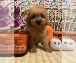 Small Photo #8 Goldendoodle (Miniature) Puppy For Sale in LAS VEGAS, NV, USA