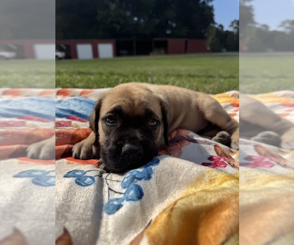 Medium Photo #2 Mastiff Puppy For Sale in ONEIDA, TN, USA