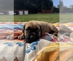 Small #1 Mastiff
