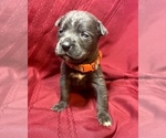 Small #12 Cane Corso