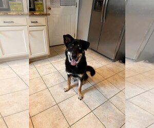 German Shepherd Dog-Huskies  Mix Dogs for adoption in Stephens City, VA, USA