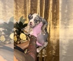 Puppy Puppy 3 American Bully