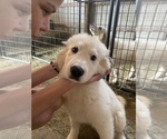 Small Photo #11 Great Pyrenees Puppy For Sale in MONEE, IL, USA