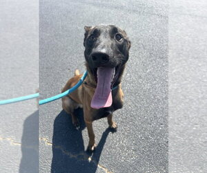 Voss - Located in Georgia - Male Mutt Dog for Adoption - Photo #2