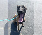 Small #1 Mutt