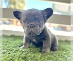 Small Photo #4 French Bulldog Puppy For Sale in ANAHEIM, CA, USA