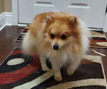 Small Photo #1 Pomeranian Puppy For Sale in CITRONELLE, AL, USA