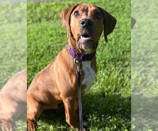 Medium Photo #6 Plott Hound-Redbone Coonhound Mix Puppy For Sale in Cookeville, TN, USA