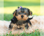 Lacey - Female Morkie Puppy for Sale - Photo #4