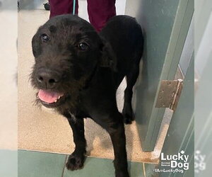 Mutt Dogs for adoption in Washington, DC, USA