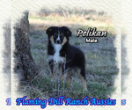 Image preview for Ad Listing. Nickname: Pelikan