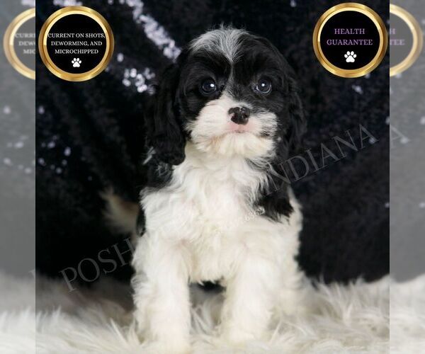 Medium Photo #1 Cavapoo Puppy For Sale in WARSAW, IN, USA