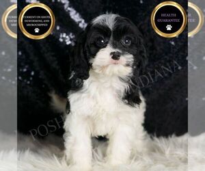 Cavapoo Puppy for sale in WARSAW, IN, USA
