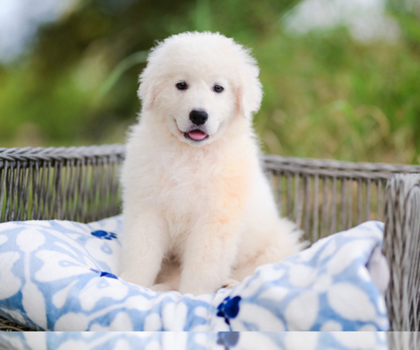 Medium Photo #1 Great Pyrenees Puppy For Sale in CONWAY, MO, USA