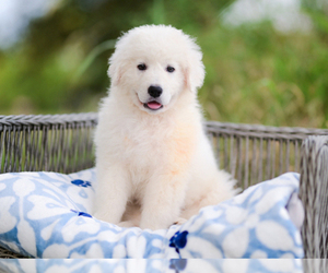 Great Pyrenees Puppy for sale in CONWAY, MO, USA