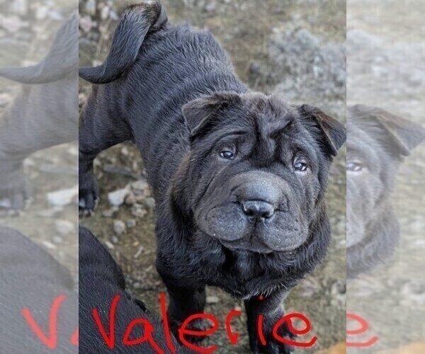 Medium Photo #1 Chinese Shar-Pei Puppy For Sale in MOHAVE VALLEY, AZ, USA