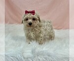 Small #4 Poodle (Toy)