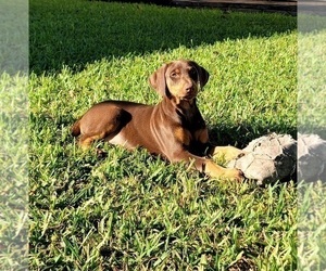 Doberman Pinscher Puppy for sale in MIAMI, FL, USA