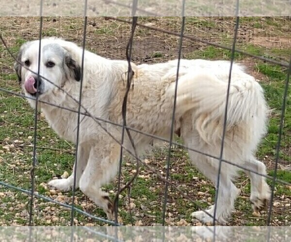 Medium Photo #1 Great Pyrenees Puppy For Sale in RUTHER GLEN, VA, USA