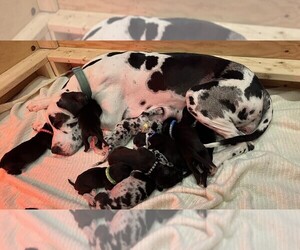 Great Dane Puppy for sale in SALISBURY, MD, USA