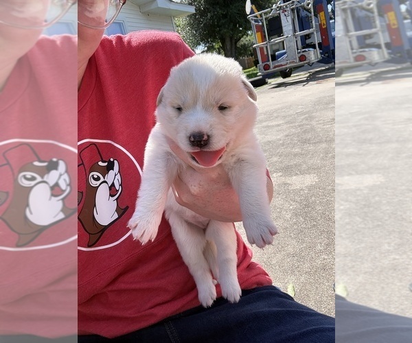 Medium Photo #3 Ausky-Great Pyrenees Mix Puppy For Sale in EDNA, TX, USA