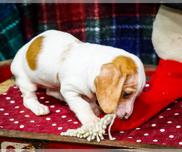 Medium Photo #5 Dachshund Puppy For Sale in WAKARUSA, IN, USA