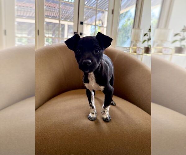 Medium Photo #2 Rat Terrier-Unknown Mix Puppy For Sale in San Diego, CA, USA