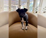 Small #1 Rat Terrier Mix