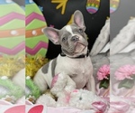 Small Photo #2 French Bulldog Puppy For Sale in BELLVILLE, TX, USA