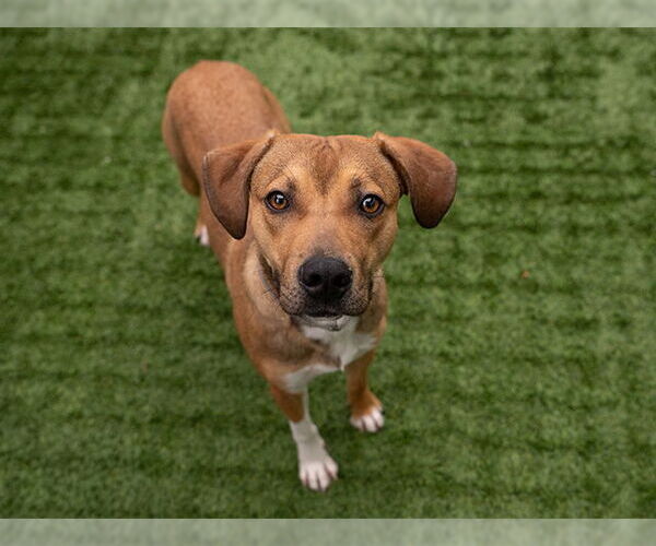 Medium Photo #2 Beagle-Unknown Mix Puppy For Sale in Pasadena, CA, USA