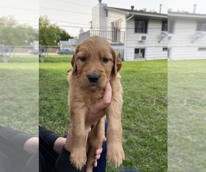 Golden Retriever Puppy for sale in RAPID CITY, SD, USA