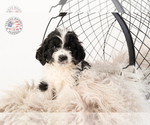 Small Photo #9 Saint Berdoodle Puppy For Sale in LEAVENWORTH, IN, USA