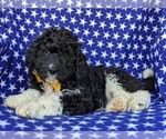 Small Photo #2 Miniature Bernedoodle-Poodle (Miniature) Mix Puppy For Sale in QUARRYVILLE, PA, USA