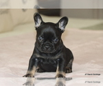 Small #4 French Bulldog
