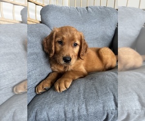 Golden Retriever Puppy for sale in INDIANAPOLIS, IN, USA