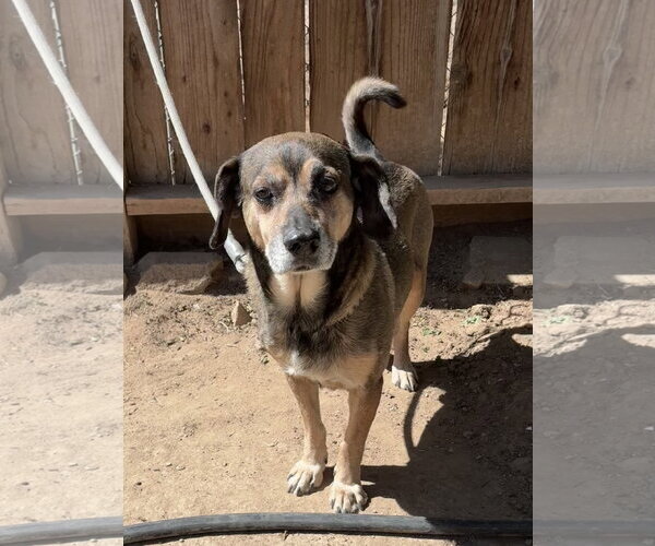 Medium Photo #1 Beagle-Unknown Mix Puppy For Sale in Apple Valley, CA, USA
