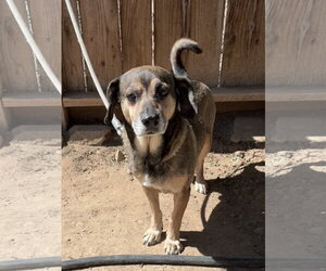 Beagle-Unknown Mix Dogs for adoption in Apple Valley, CA, USA