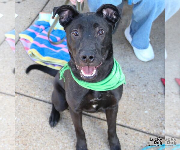 Medium Photo #5 Labrador Retriever-Unknown Mix Puppy For Sale in Washington, DC, USA