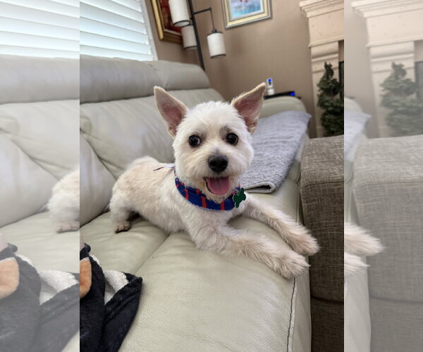 Medium Photo #2 Mutt Puppy For Sale in Mission Viejo, CA, USA