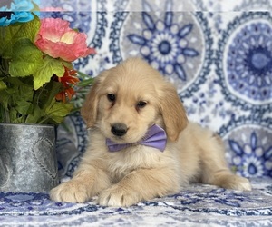 Golden Retriever Puppy for sale in LANCASTER, PA, USA