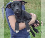 Small #2 Border Collie Mix