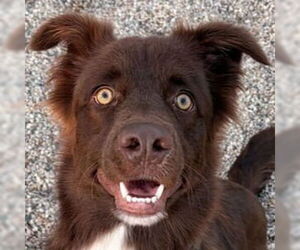 Australian Shepherd-Unknown Mix Dogs for adoption in Jefferson, WI, USA