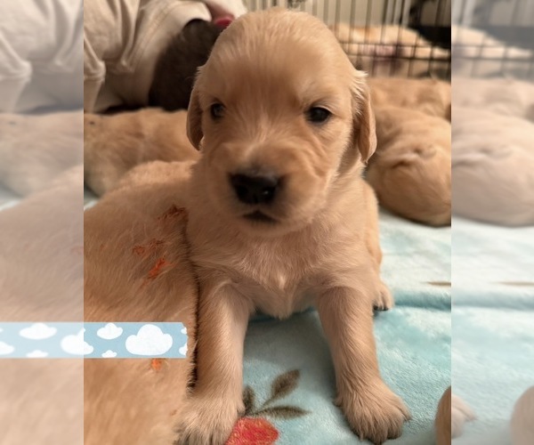 Medium Photo #14 Golden Retriever Puppy For Sale in EXTON, PA, USA