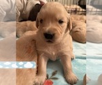 Small Photo #14 Golden Retriever Puppy For Sale in EXTON, PA, USA