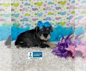 Schnauzer (Miniature) Puppy for sale in WINNSBORO, LA, USA