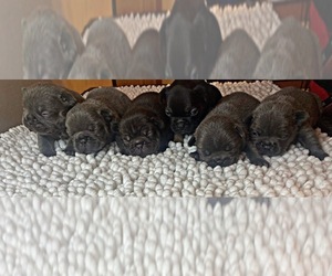 French Bulldog Puppy for sale in LOCUST GROVE, GA, USA
